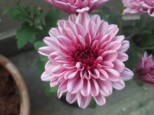 How to Grow Shevanti Flower? {With Pictures}