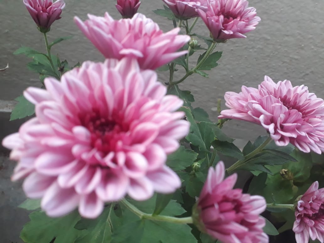 Chrysanthemum Flowers