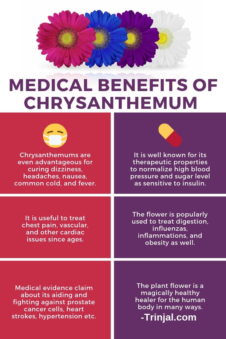 Medical Benefits Of Chrysanthemum