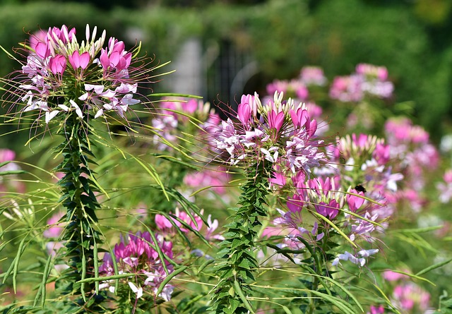 Spider Flower