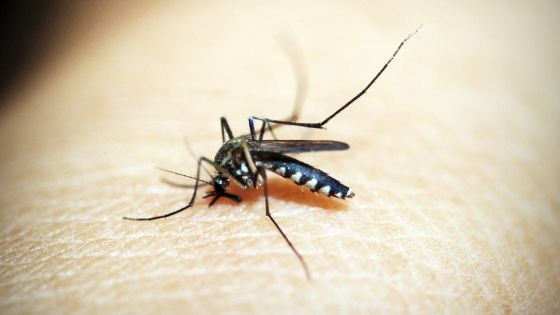 Mosquito Repellents: Indoor Plants & Natural Remedies