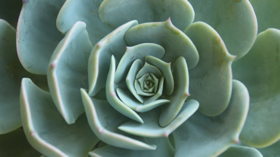 Succulents In India