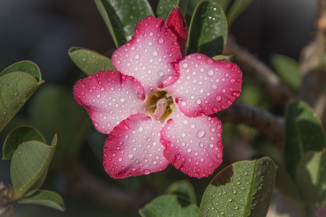 Adenium