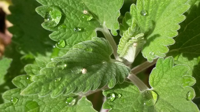 Catnip-Nepeta Cataria