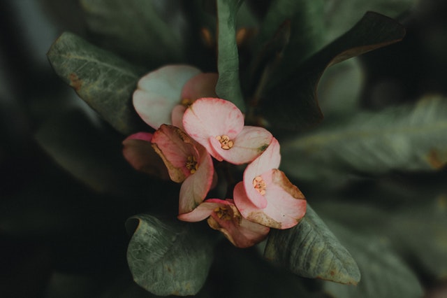 Euphorbia