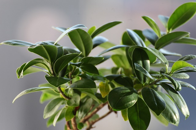 FICUS Plant