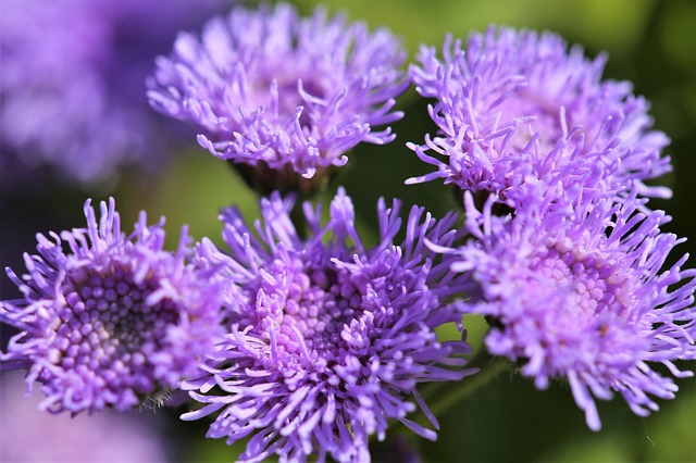 Floss Flower