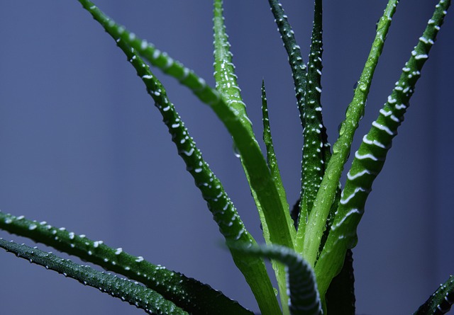 Haworthia