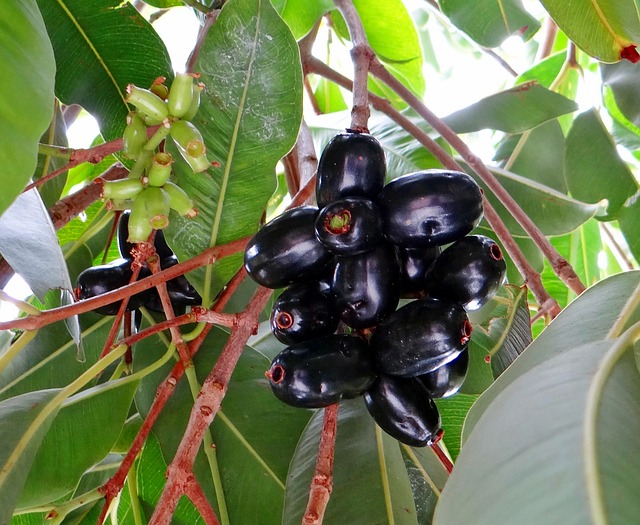 Grow Jamun Plant At Home