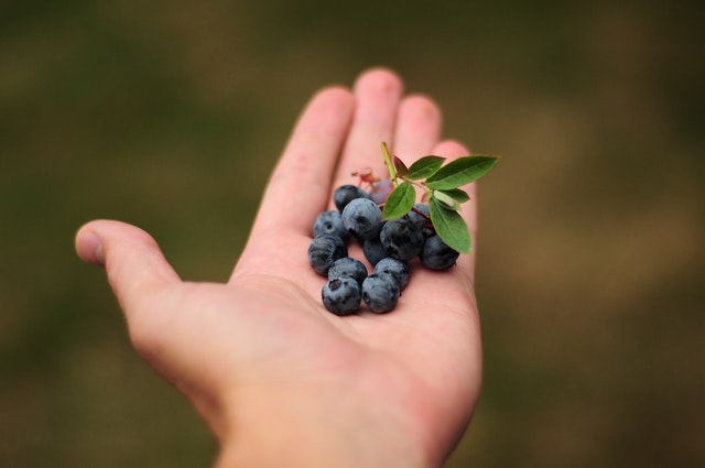 Blackberry In Pot