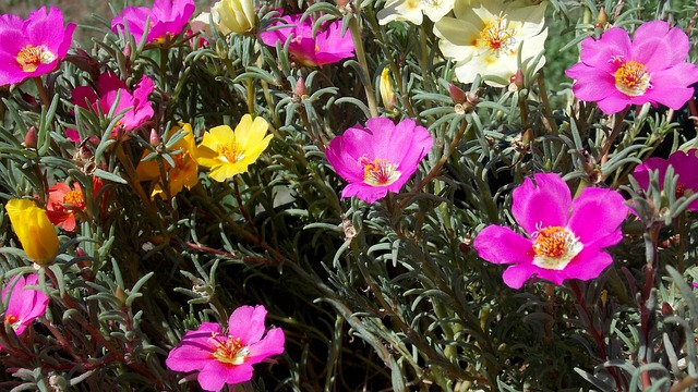 Portulaca Benefits