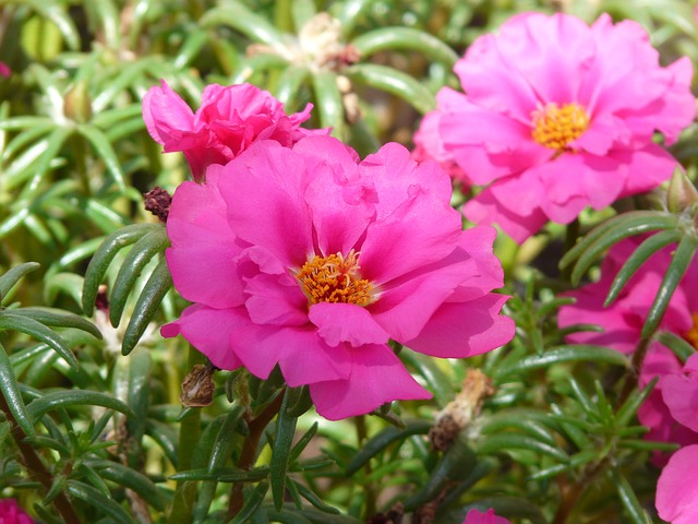 Portulaca