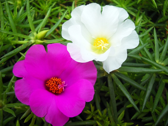 9 O'clock Flower- Plant Care & Benefits