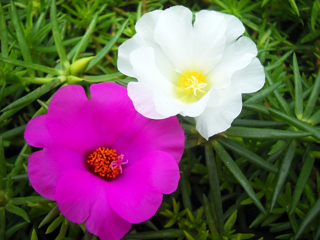 9 O Clock Flower Facts About Portulaca Plant Trinjal Com