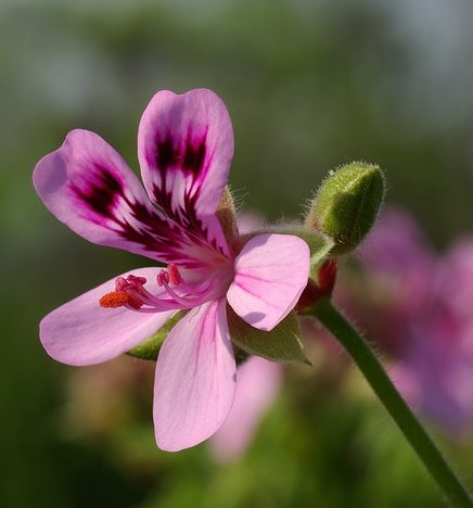 Scented Geranium