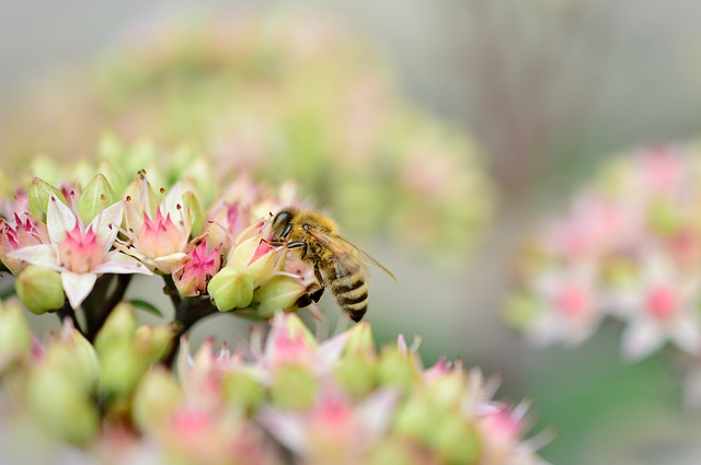 Sedum