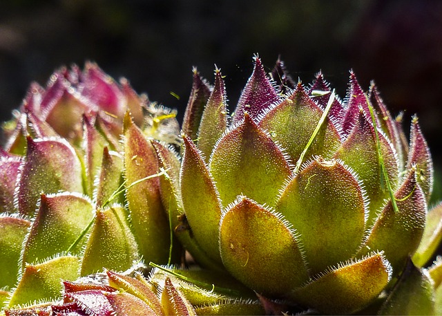 Sempervivum