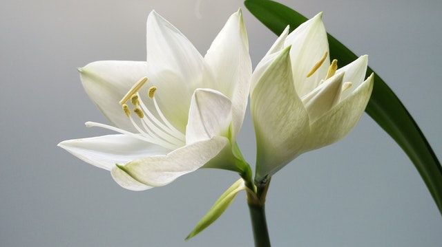 White Ginger Lily