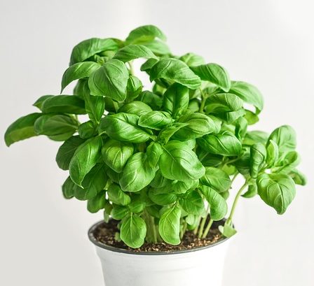 Basil Leaves And Plants