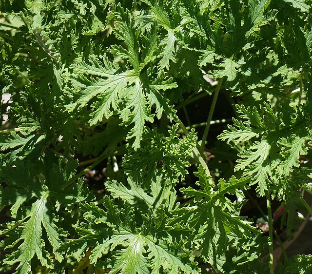 Citronella Plants