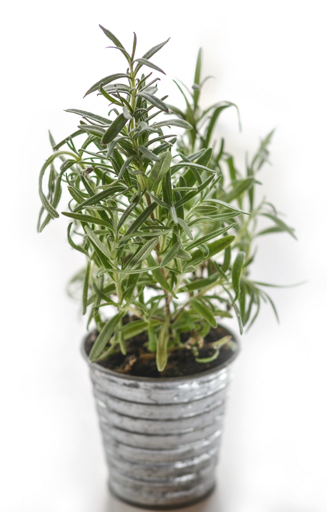 Rosemary As Mosquito Repellent