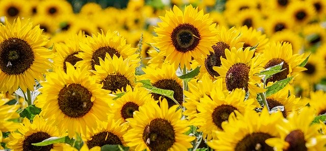 Sunflower ( Helianthus annuus)