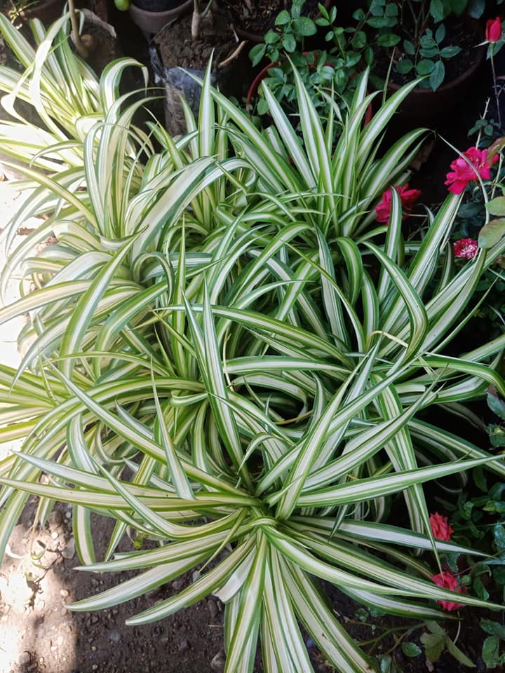 Spider Plant