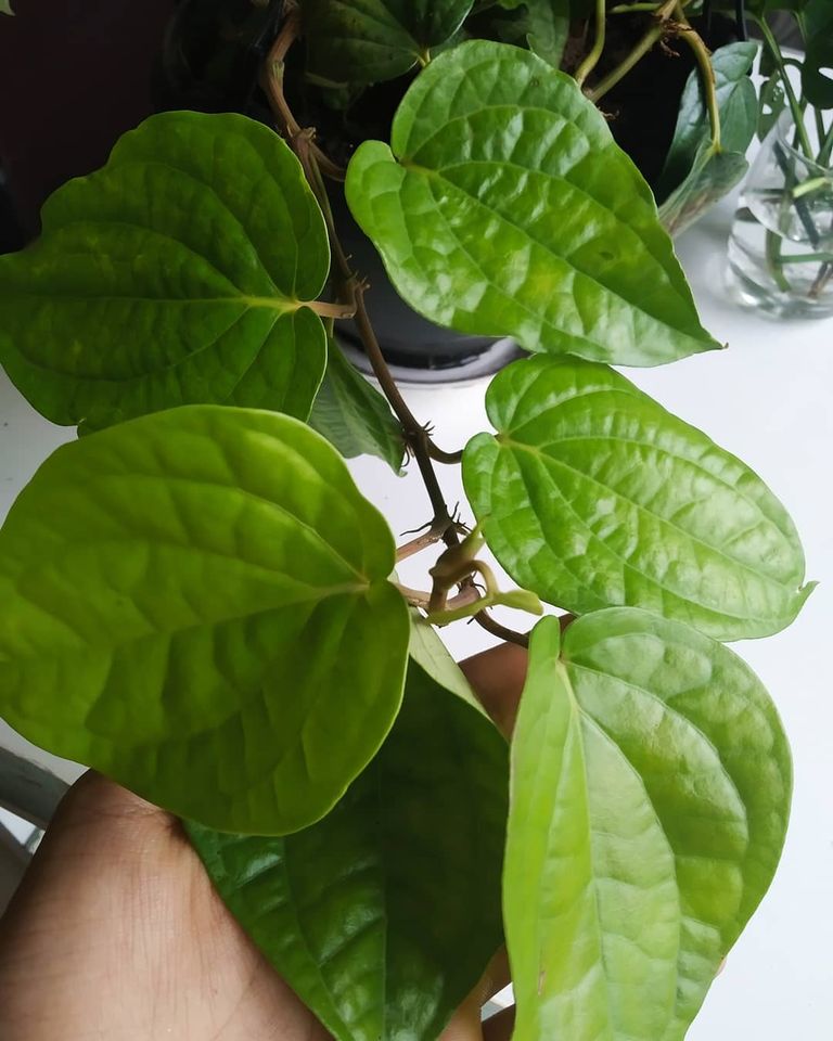 Betel Plant