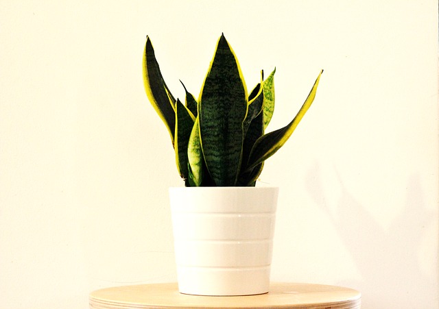 Sansevieria Plant