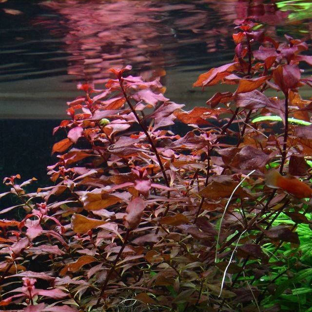 Red Ludwigia - High Oxygen Producing Aquatic Plant