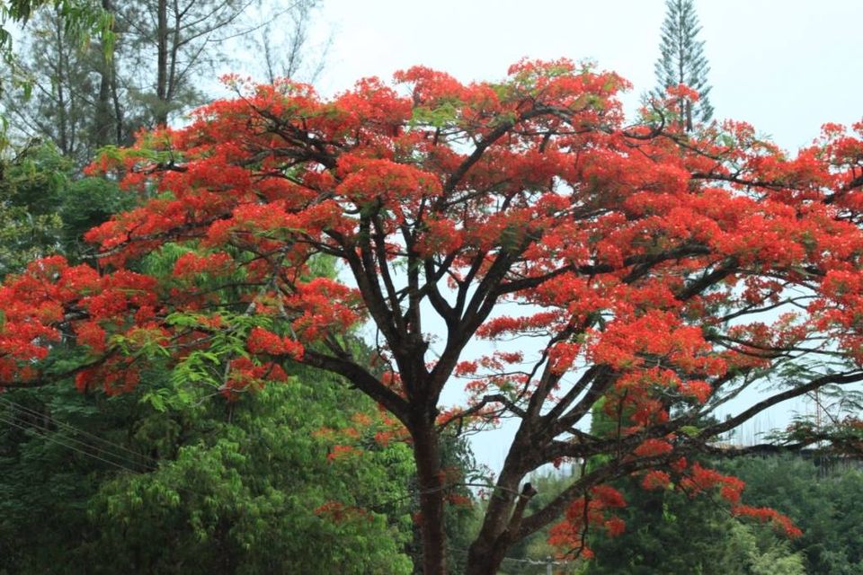 Gulmohar Tree Flowers