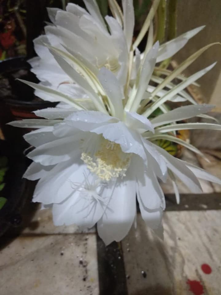 Brahma Kamal