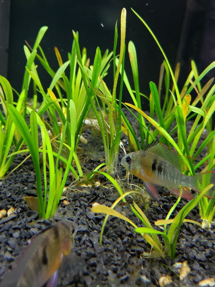 Dwarf Sagittaria