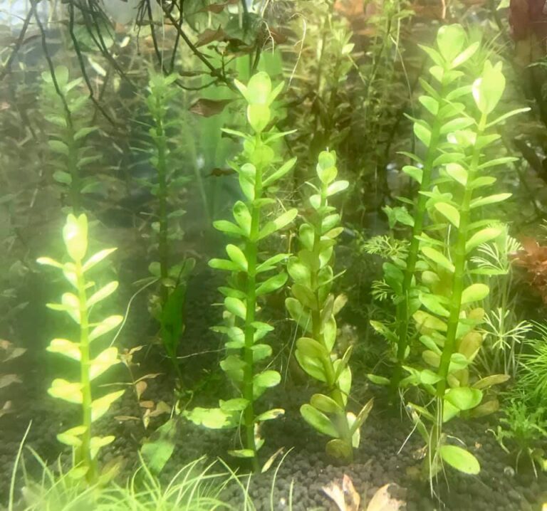 10 High Oxygen Producing Aquarium Plants
