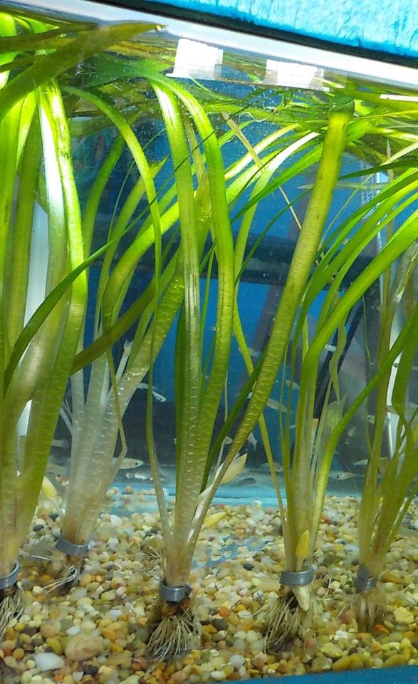 Aquarium Plants 