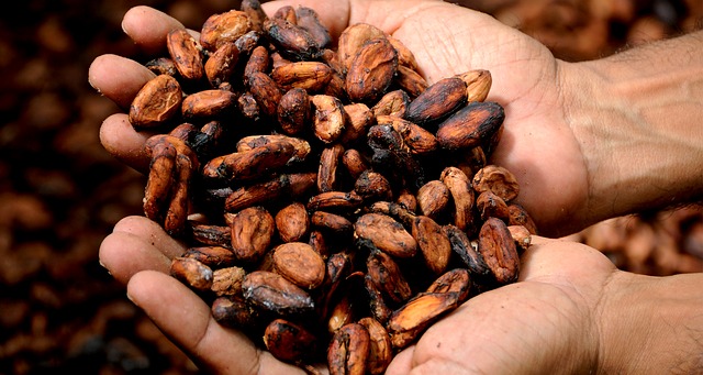 Cacao Contains Caffeine