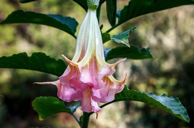 Brugmansia: