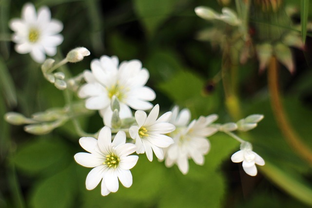 High Oxygen Producing Aquarium Plants