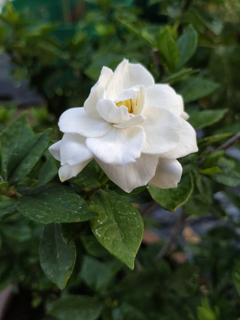 Gardenia Augusta: