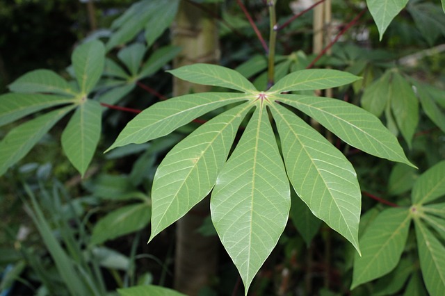 Cyanide In Cassava