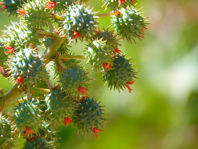 Castor Oil Lectins