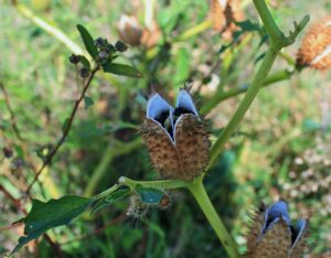 indian hallucinogenic plants        
        <figure class=