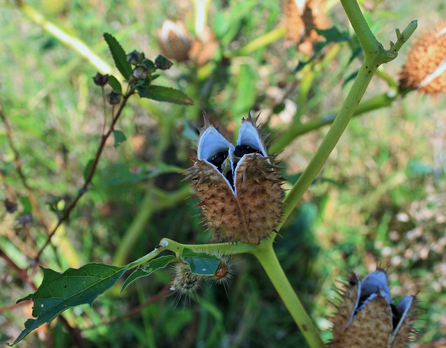 Jimson Weed 