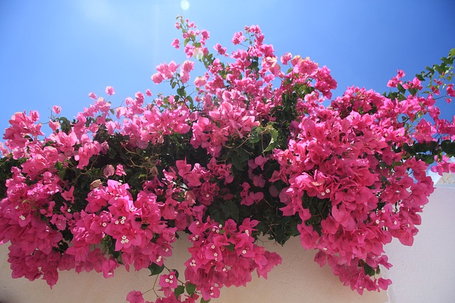 Bougainvilleas