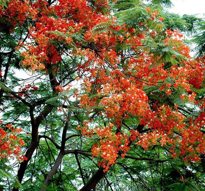 Gulmohar Trees Complete Information | Uses of Gulmohar Trees