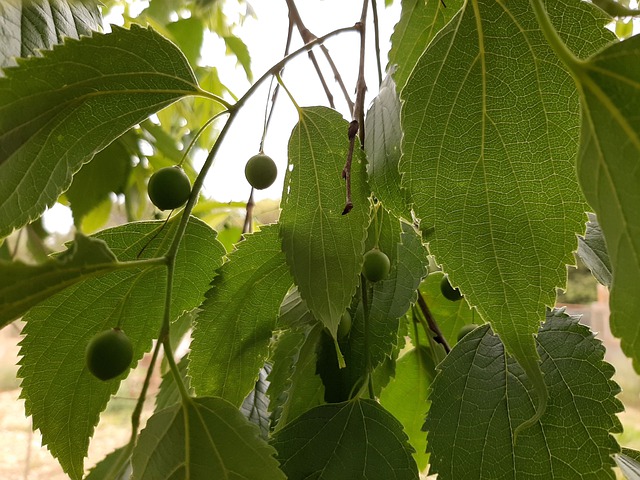 Hackberry Tree 