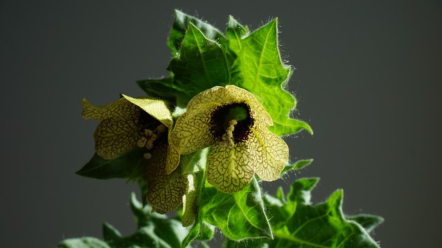 9 Hallucinogenic Plants & Herbs found in Indian Subcontinent