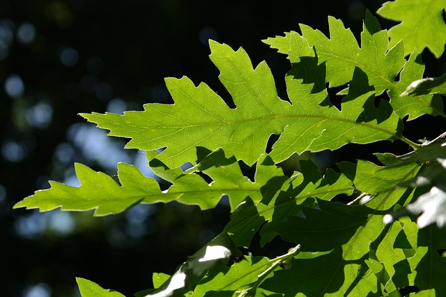 Turkey Oak To Control Dust Pollution