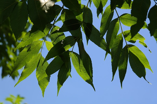 Dust Pollution Trees In India