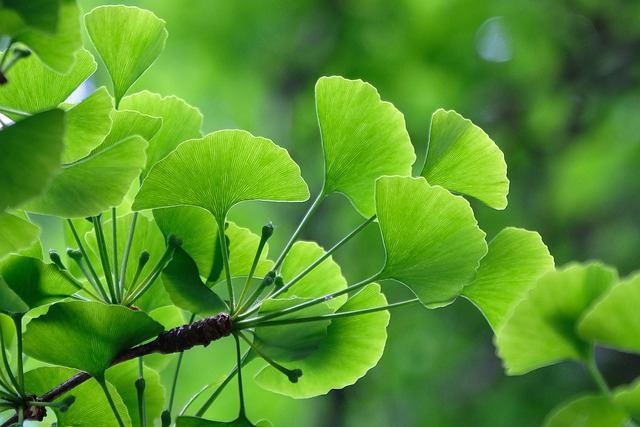 Ginkgo